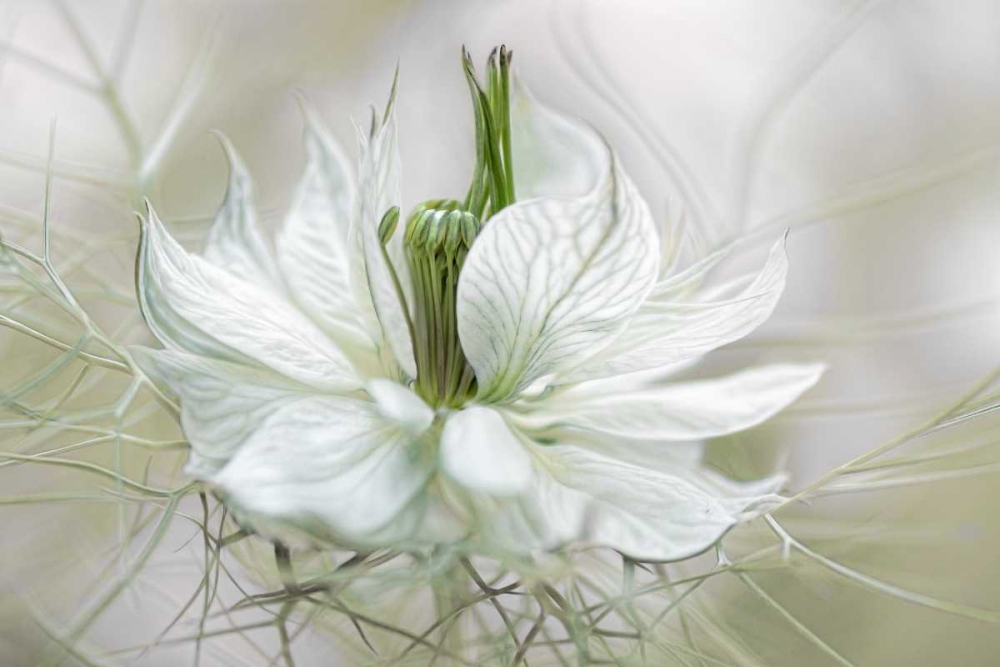 Nigella art print by Mandy Disher for $57.95 CAD