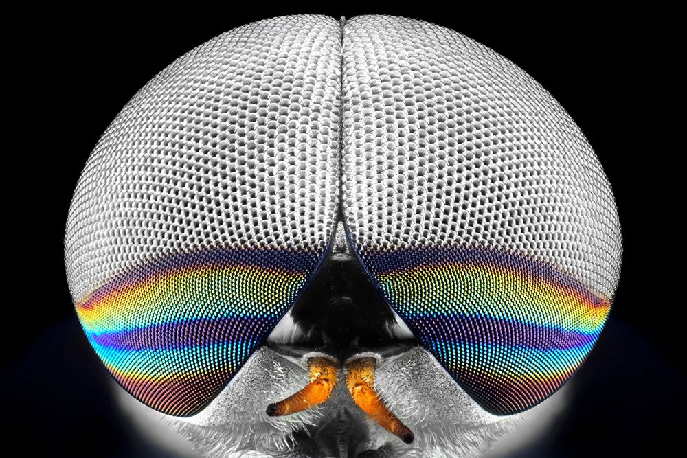 Horsefly Portrait art print by Donald Jusa for $57.95 CAD