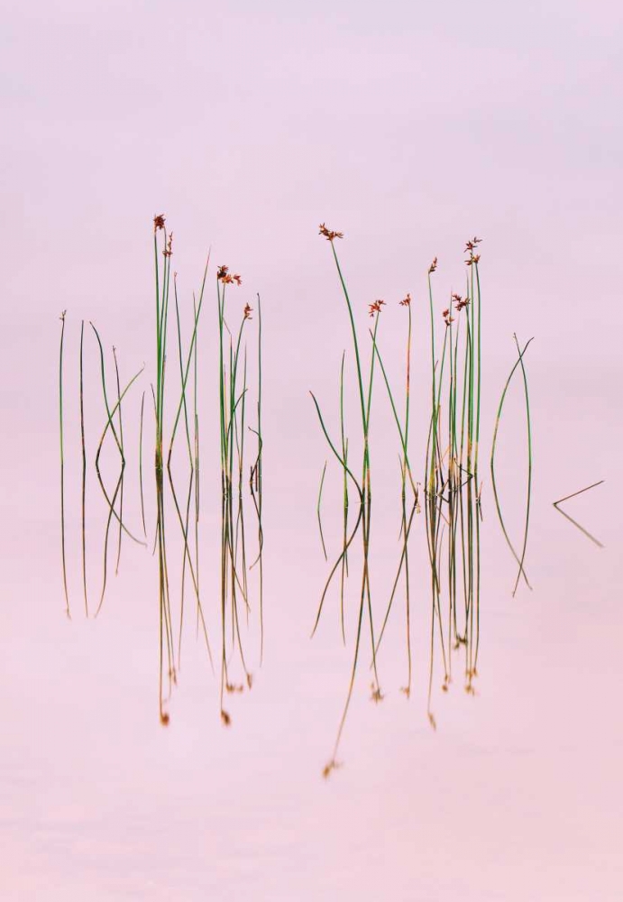Reflection Of Serenity art print by Yan Zhang for $57.95 CAD