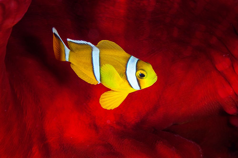 Clownfish art print by Barathieu Gabriel for $57.95 CAD