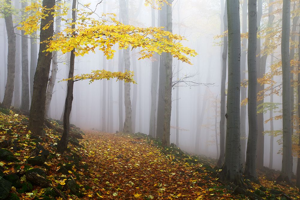 Untitled art print by Martin Rak for $57.95 CAD