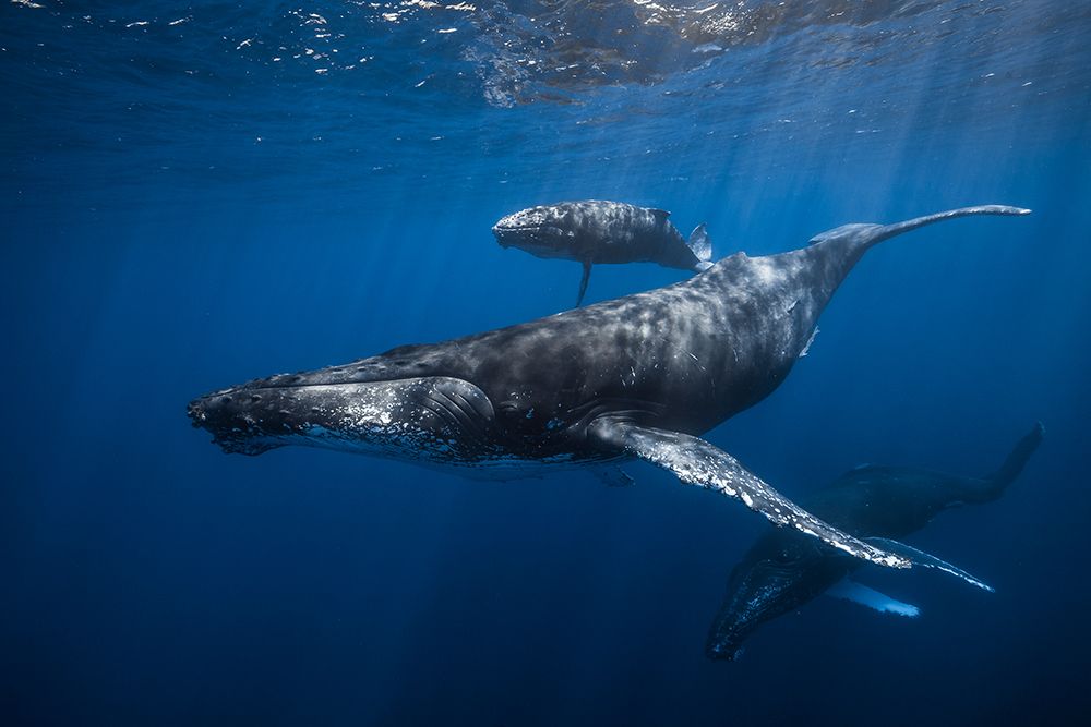 Humpback Whale Familys art print by Barathieu Gabriel for $57.95 CAD