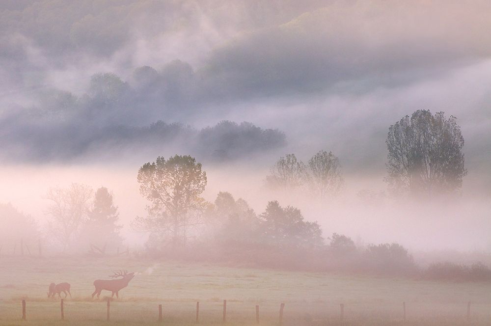 call of the deer in de mist art print by Muriel Vekemans for $57.95 CAD