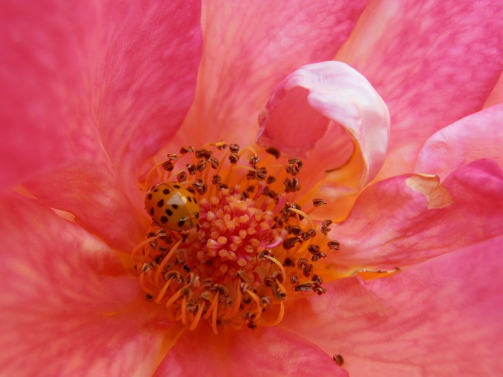Yellow ladybug art print by Snezana Petrovic for $57.95 CAD