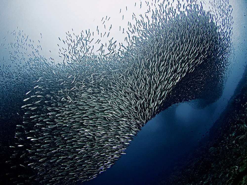 Sardines Tornado art print by Henry Jager for $57.95 CAD