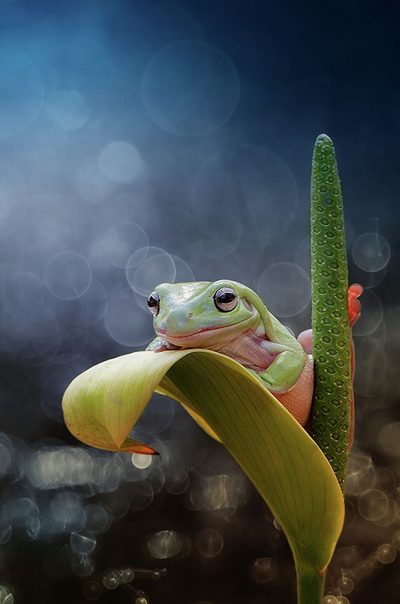 i am happy by Ahmad Baihaki