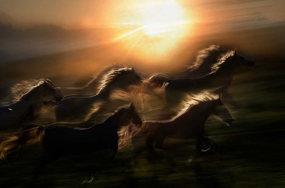 Morning  Gallop art print by Milan Malovrh for $57.95 CAD