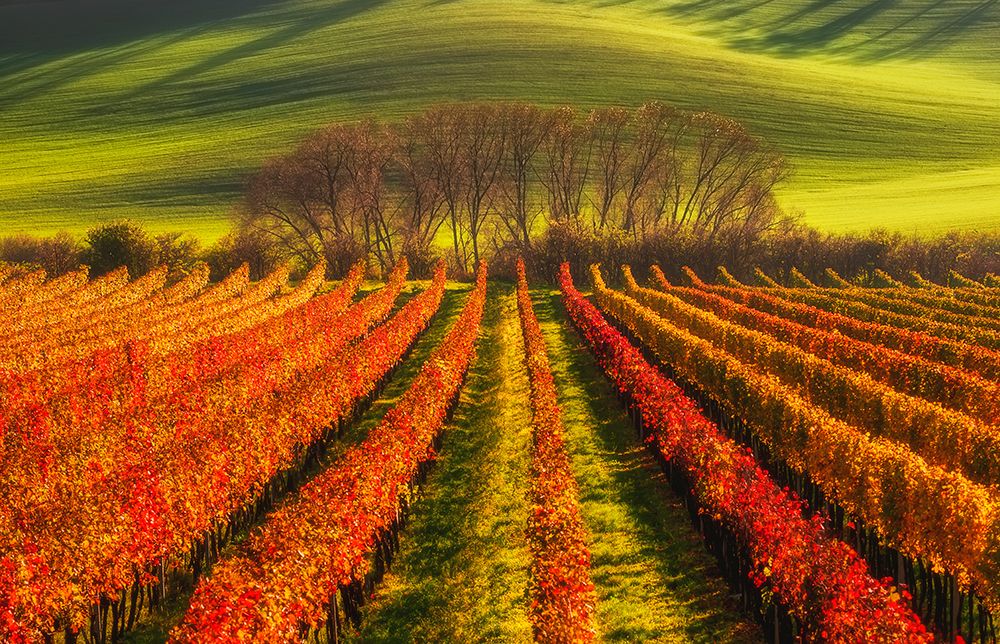 Vine-Growing art print by Piotr Krol for $57.95 CAD