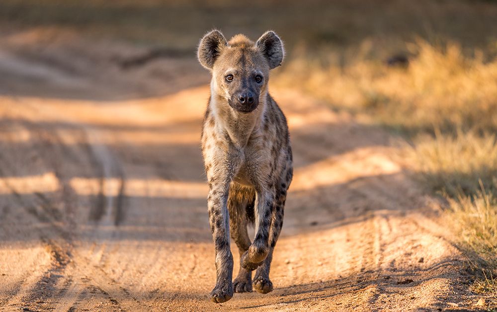 Hyenas can be beautiful - sort of. art print by Jeffrey C. Sink for $57.95 CAD