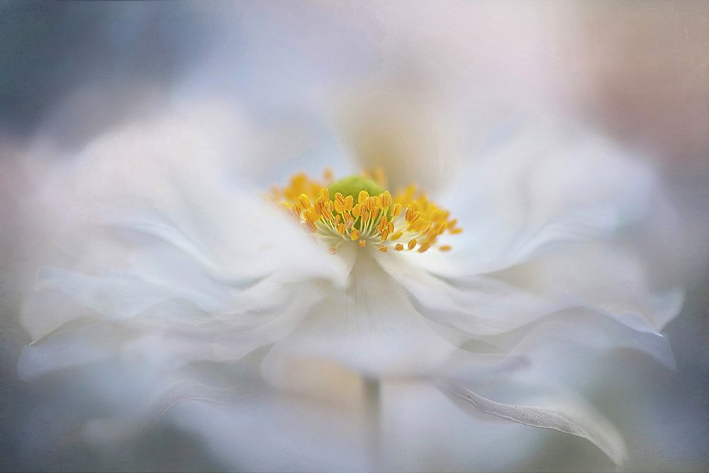 Pirouette art print by Jacky Parker for $57.95 CAD