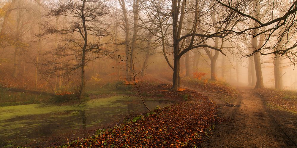 Which Path Ii art print by Leif Londal for $57.95 CAD