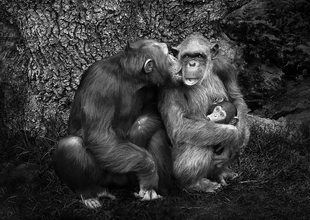 THE FAMILY art print by Juan Luis Duran for $57.95 CAD
