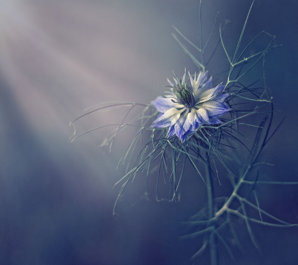 ....* art print by Dimitar Lazarov for $57.95 CAD