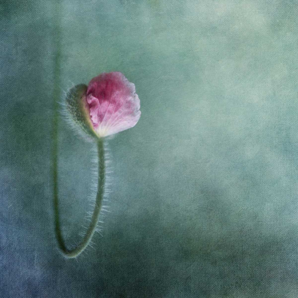 Trust art print by Priska Wettstein for $57.95 CAD