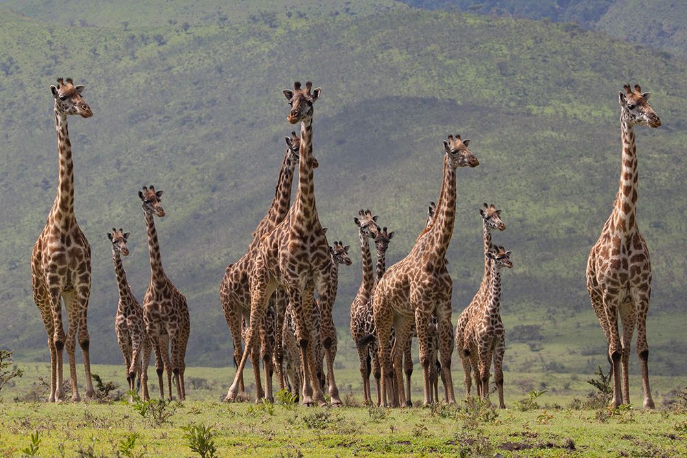 Giraff family art print by Bee Thalin for $57.95 CAD