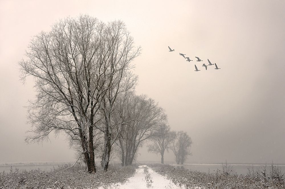 Winterlight art print by Lou Urlings for $57.95 CAD