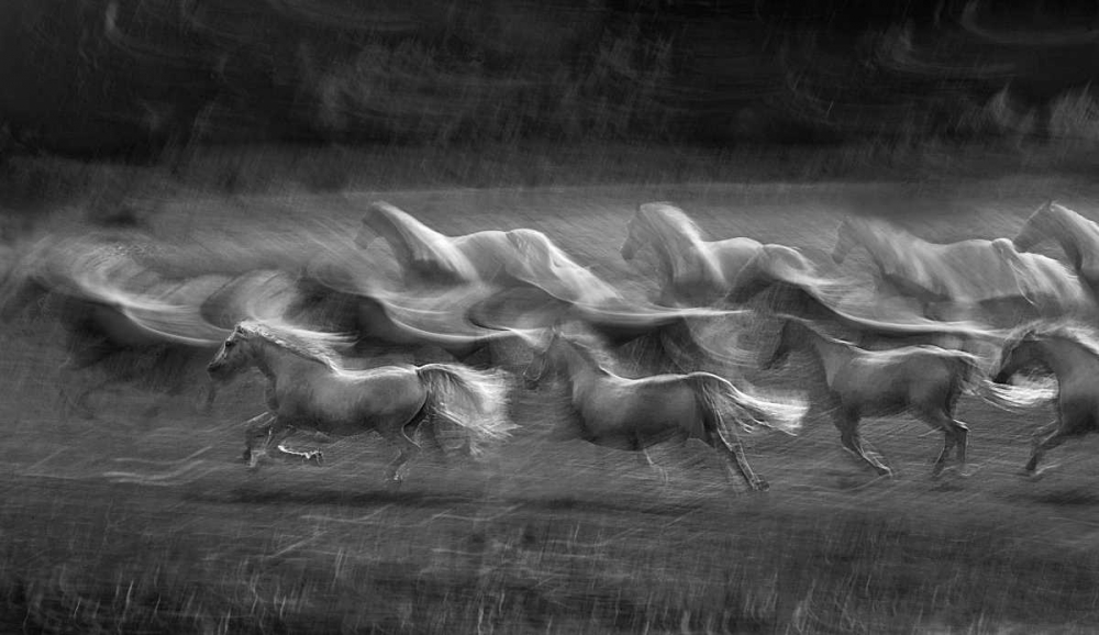 Stampedo art print by Milan Malovrh for $57.95 CAD