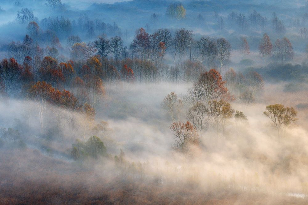 Trees In The Early Morning Fog art print by Valentino Alessandro for $57.95 CAD