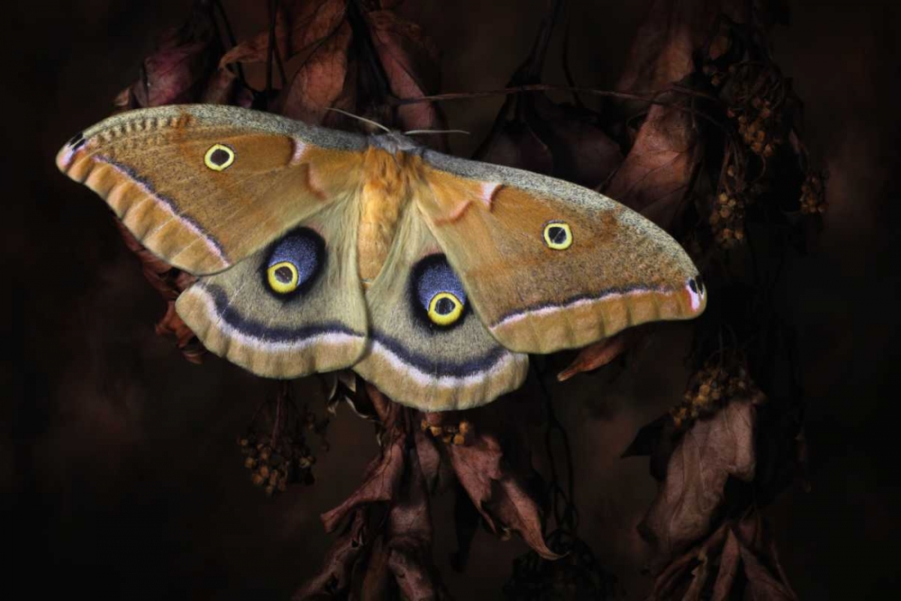 Polyphemus art print by Jimmy Hoffman for $57.95 CAD