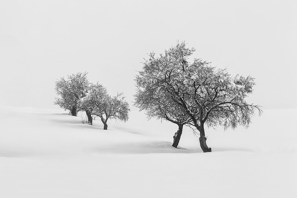 White Carpet Ii art print by Antonio Carrillo Lopez for $57.95 CAD