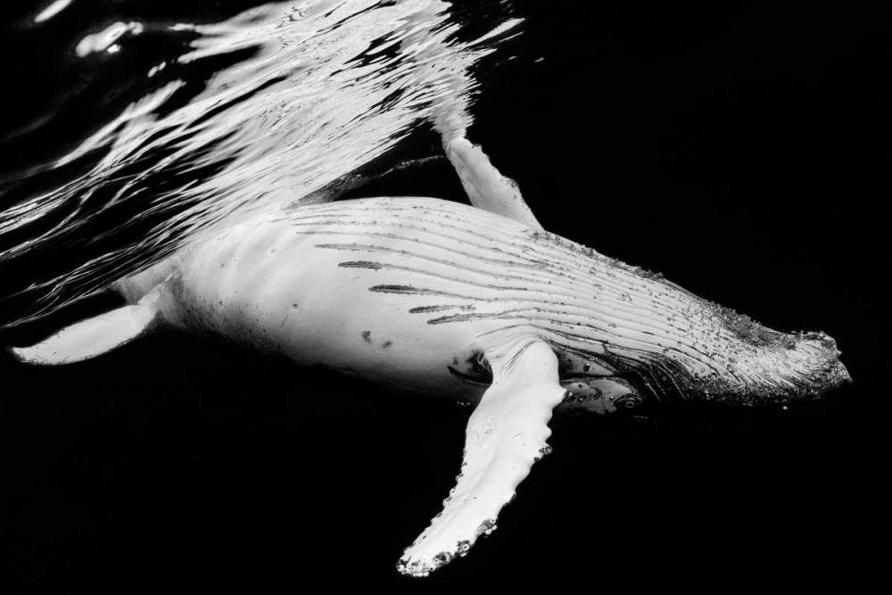 Black and Whale art print by Barathieu Gabriel for $57.95 CAD