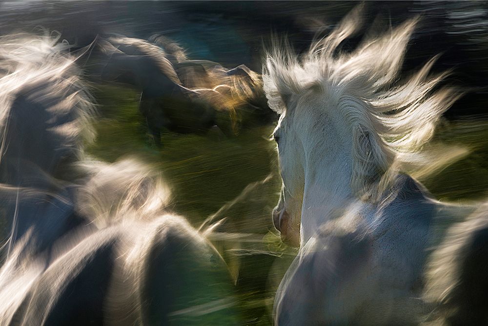 Saeta Equina art print by Milan Malovrh for $57.95 CAD