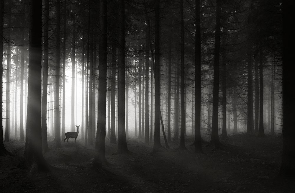 Deer`S Morning art print by Christoph Hessel for $57.95 CAD