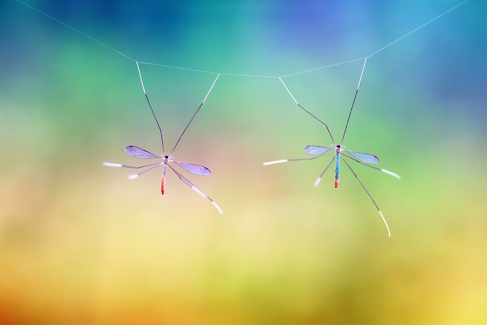 Hanging Together art print by Donald Jusa for $57.95 CAD