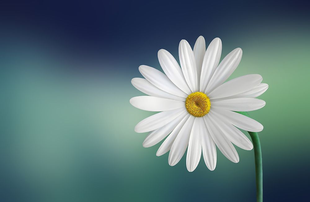 Flower art print by Bess Hamiti for $57.95 CAD