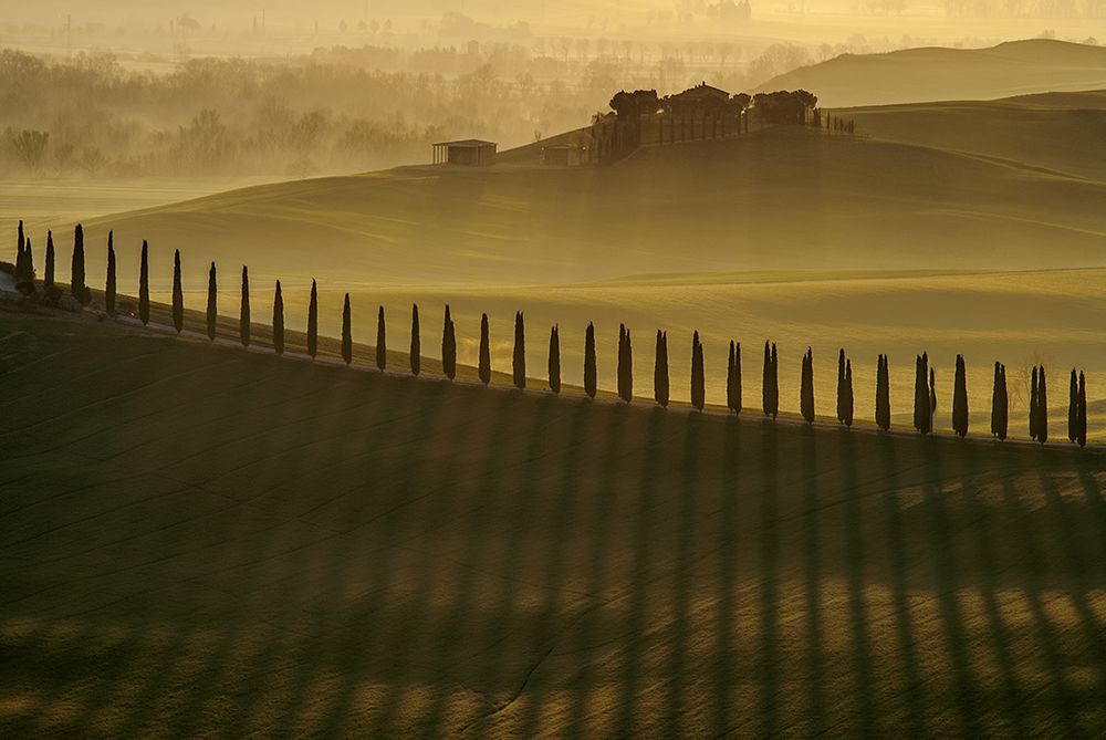 Cypress Shadows art print by Jarek Pawlak for $57.95 CAD