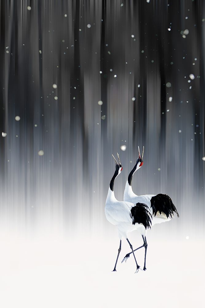 Happy New Year art print by Ikuo Iga for $57.95 CAD