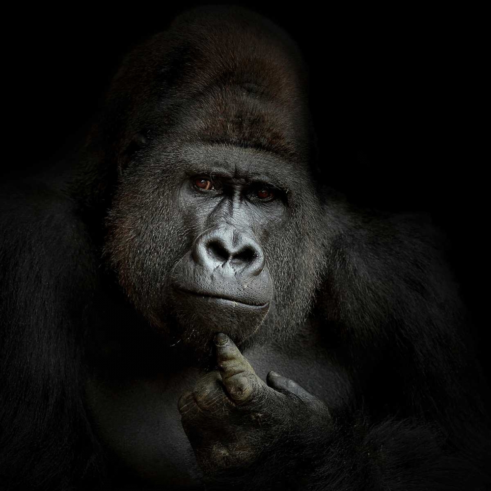 Ego Cogito, Ergo Sum art print by Antje Wenner-Braun for $57.95 CAD