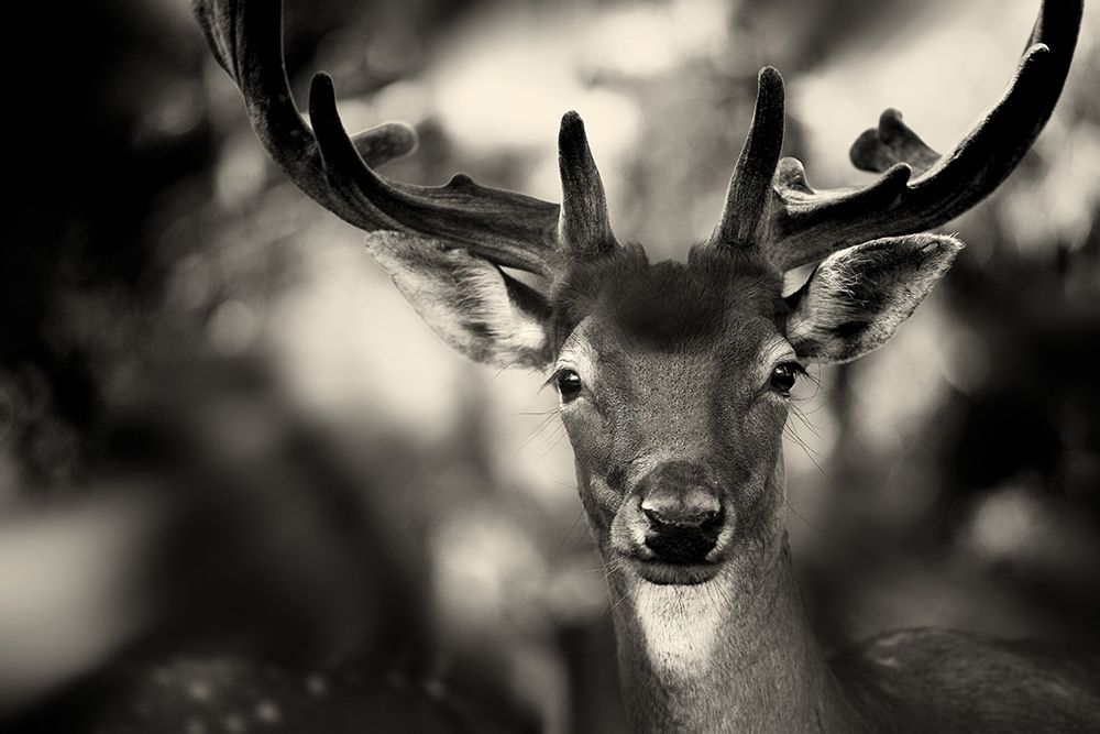 Bambi art print by Sandra Stimac for $57.95 CAD