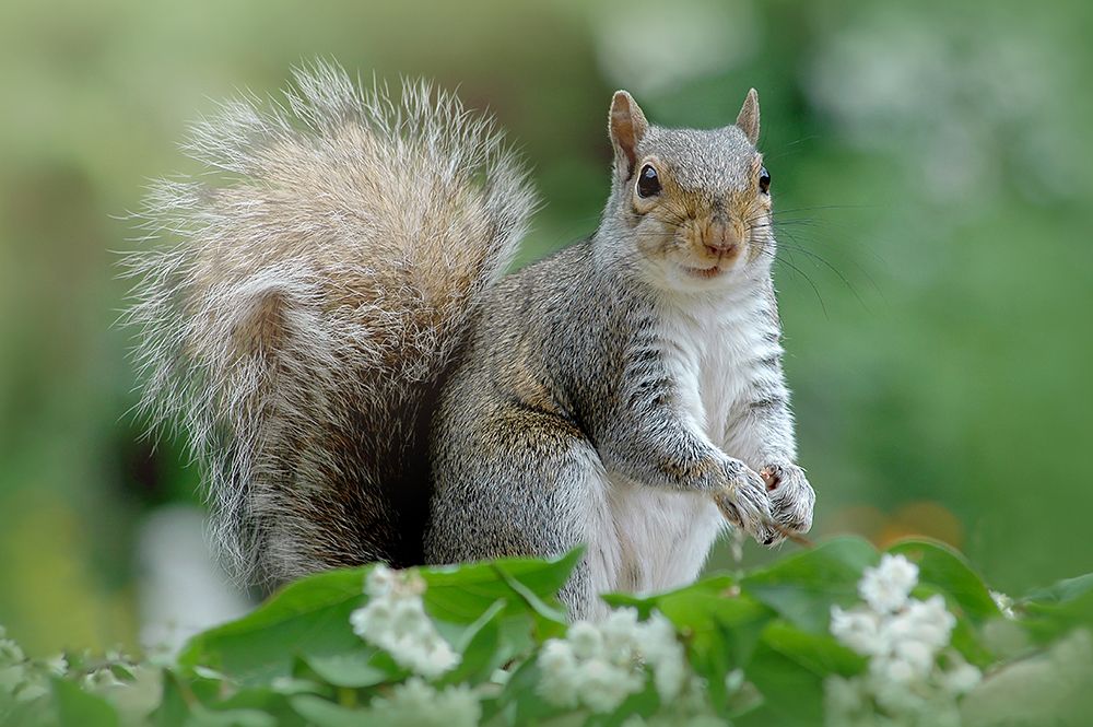 Eastern Grey Squirrel art print by Jacky Parker for $57.95 CAD