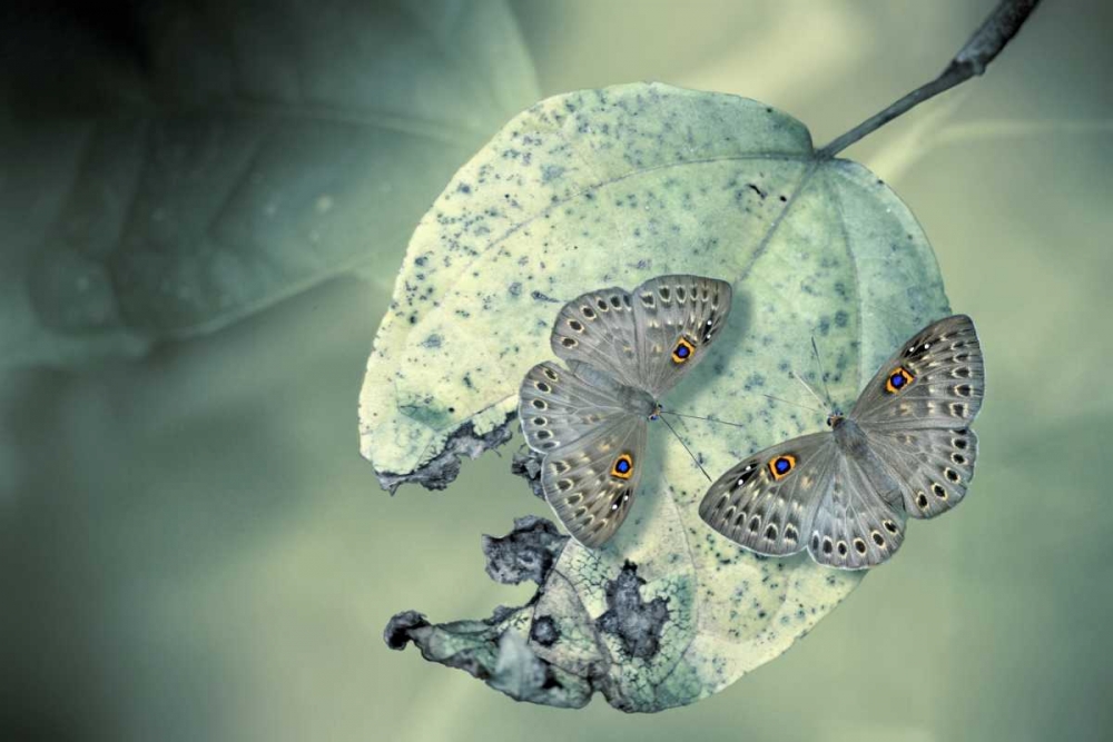 Duet art print by Jimmy Hoffman for $57.95 CAD