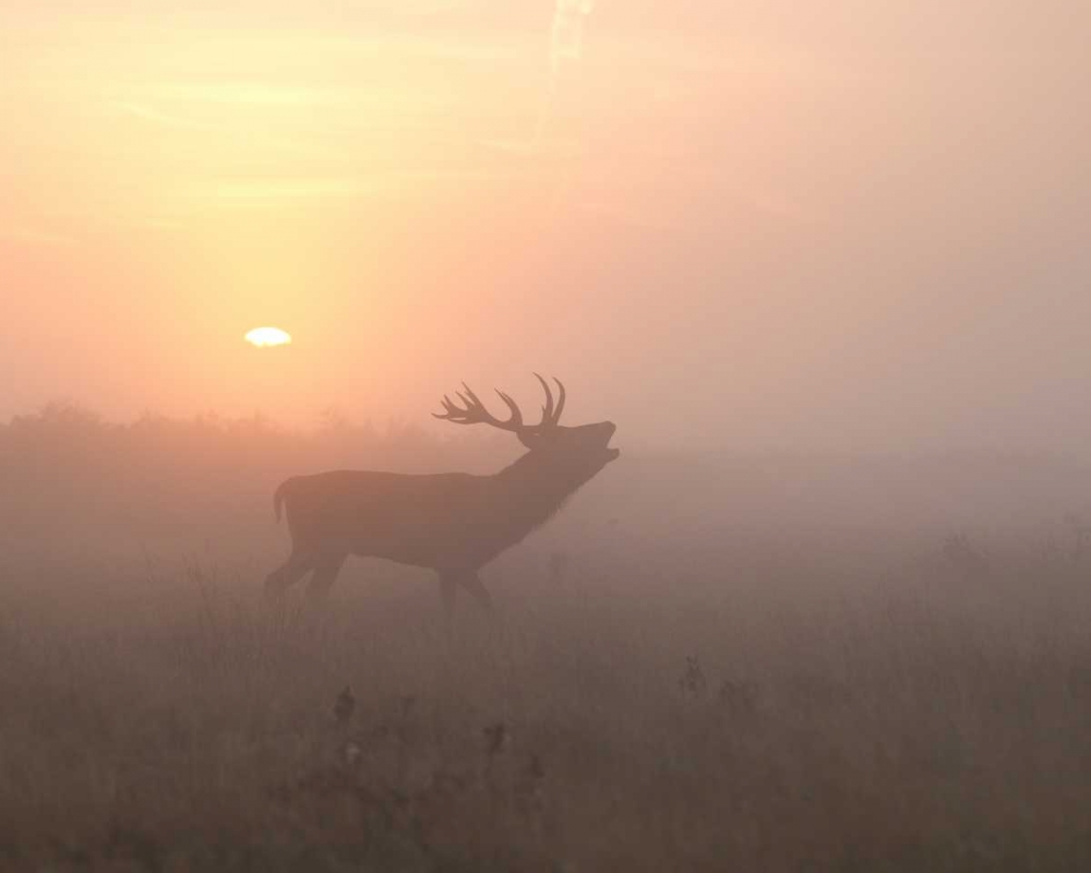 Misty Morning Stag art print by Greg Morgan for $57.95 CAD