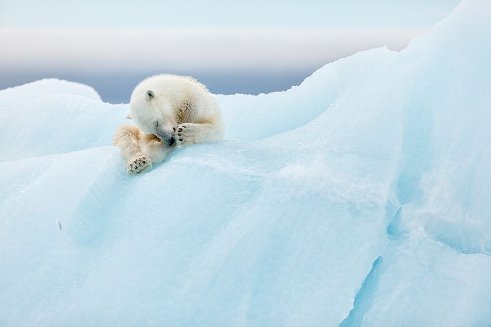 Polar Bear Grooming art print by Joan Gil Raga for $57.95 CAD