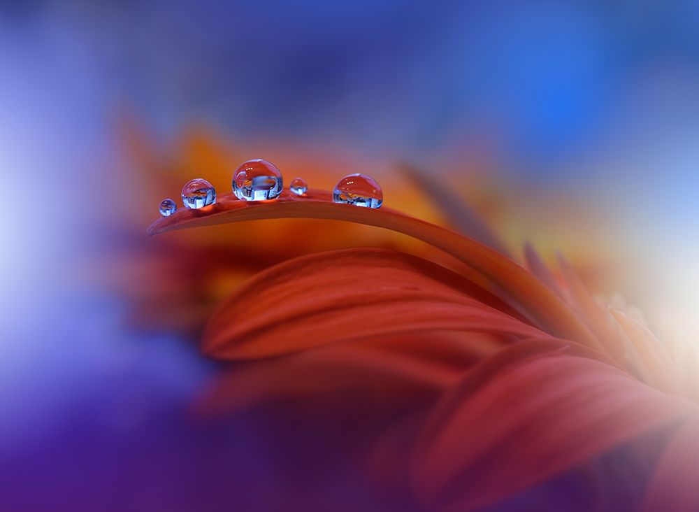 Metamorphosis art print by Juliana Nan for $57.95 CAD