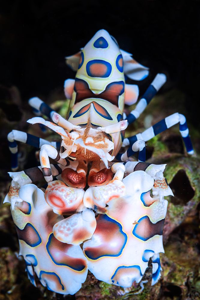 Harlequin shrimp art print by Barathieu Gabriel for $57.95 CAD