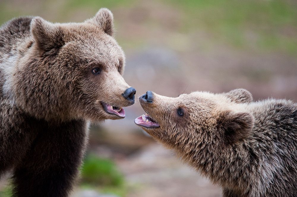 Close Contact art print by Robin Eriksson for $57.95 CAD
