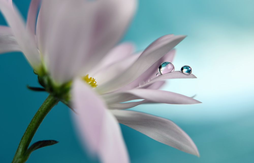 In Turquoise Company art print by Heidi Westum for $57.95 CAD