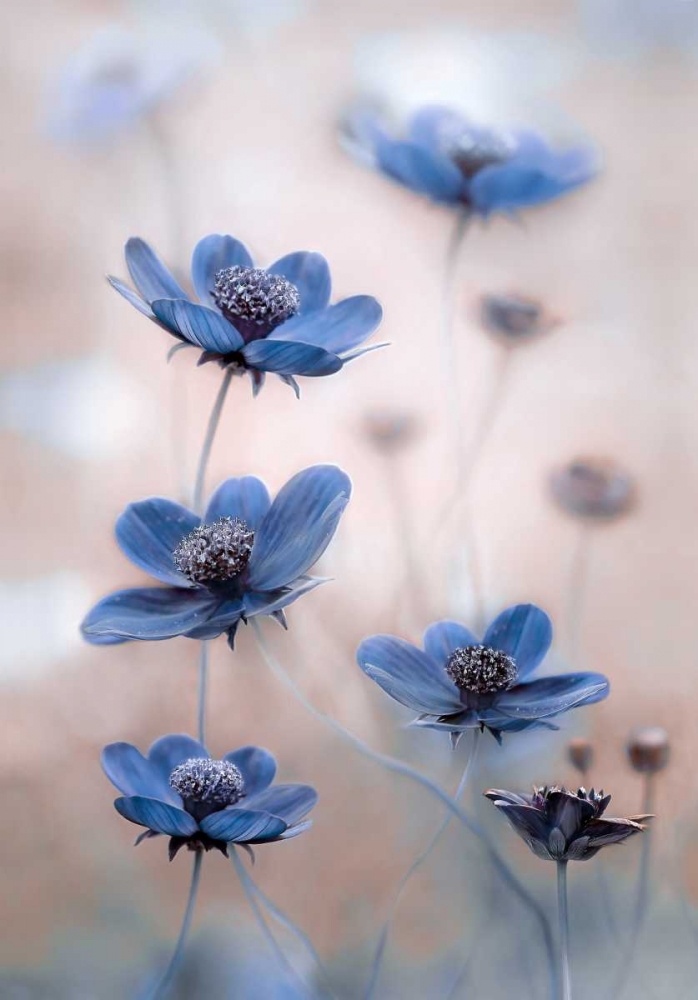 Cosmos Blue art print by Mandy Disher for $57.95 CAD