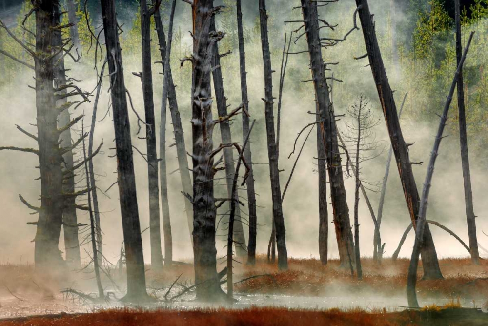 Dead Wood art print by Jure Kravanja for $57.95 CAD