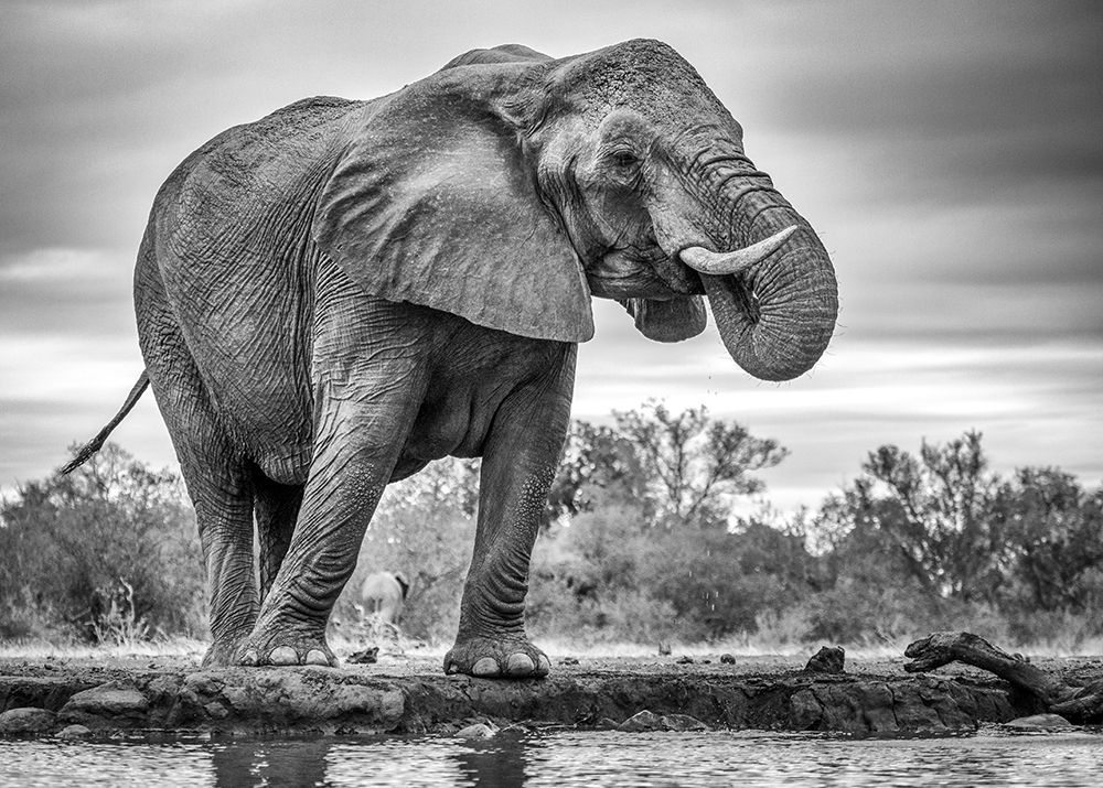 Standing Proud art print by Jaco Marx for $57.95 CAD