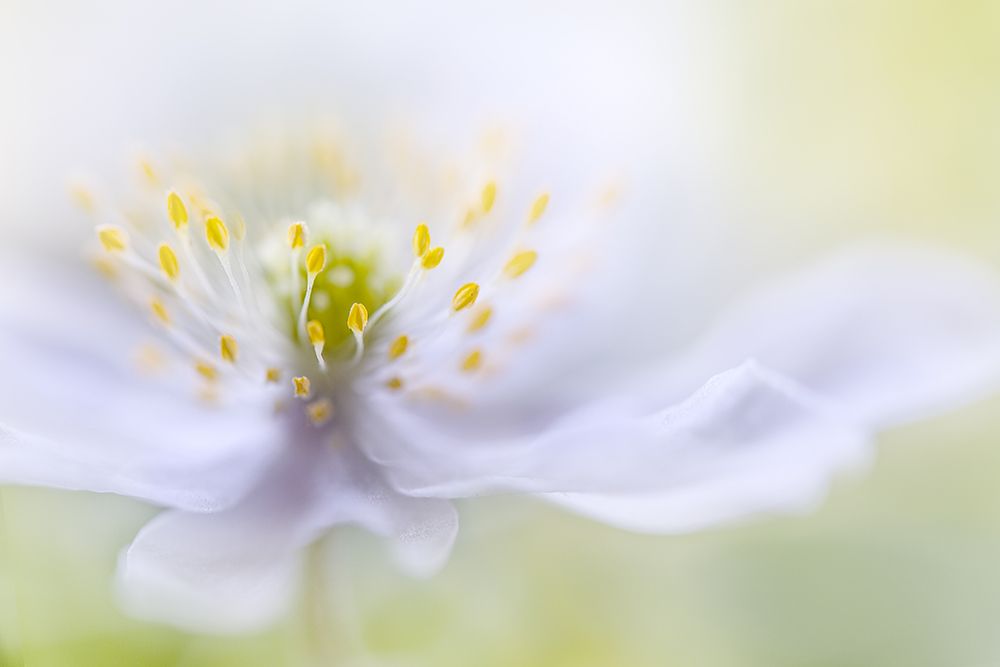 Anemone Beauty art print by Mandy Disher for $57.95 CAD