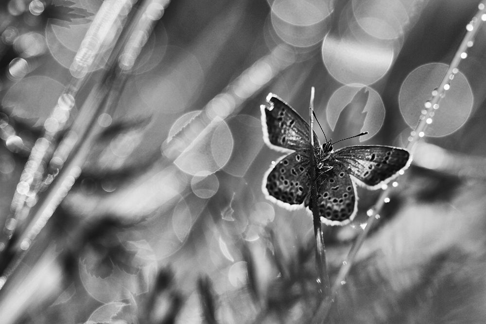...After The Rain... art print by Pali Gerec for $57.95 CAD