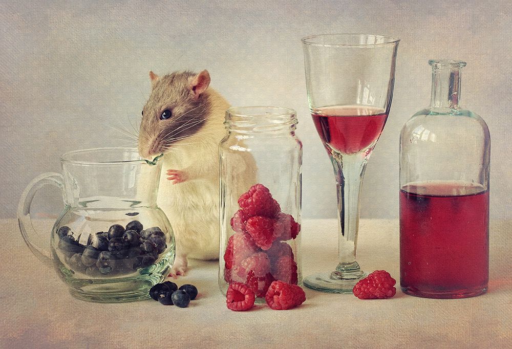 Snoozy Loves To Eat art print by Ellen Van Deelen for $57.95 CAD