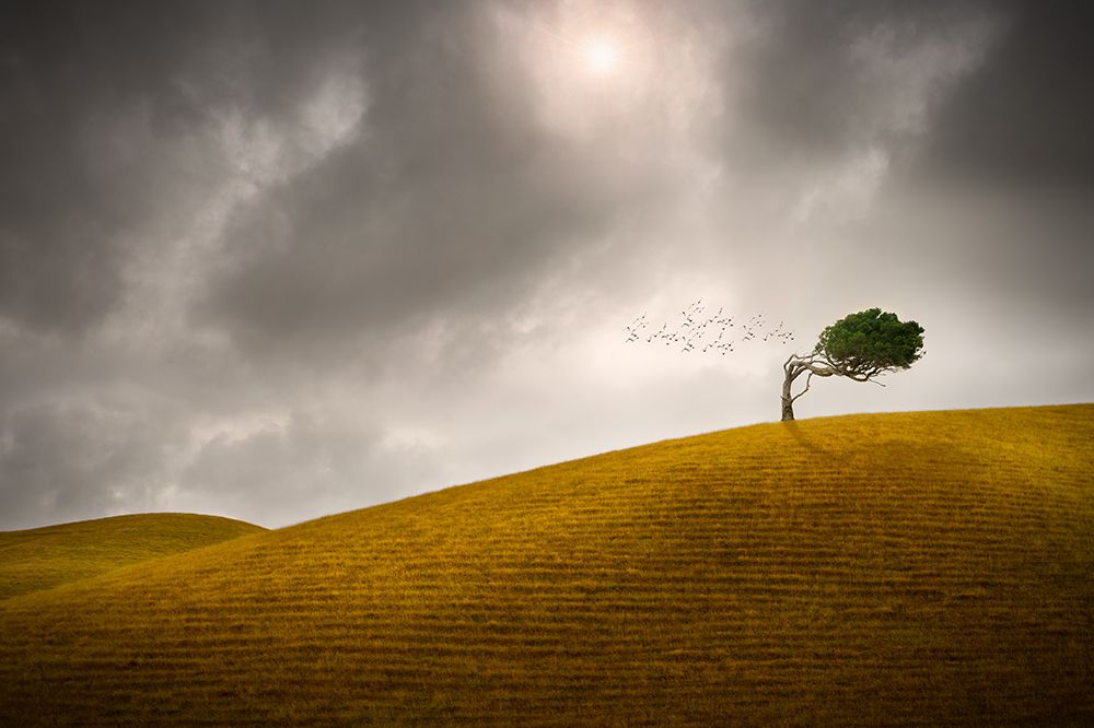 One tree hill art print by Peter Elgar for $57.95 CAD