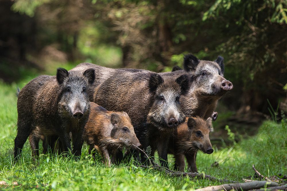 Wild Boar Family art print by Stefan Volkel for $57.95 CAD