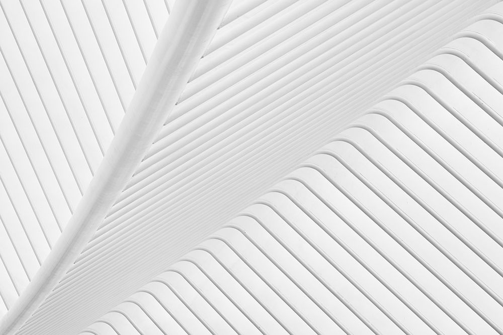 Canopy. art print by Greetje Van Son for $57.95 CAD